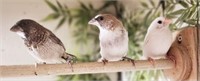 Trio-Pied Society Finches-Juveniles