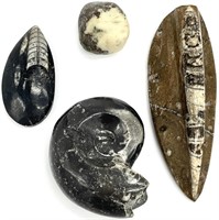 4pc Fossils & Rock