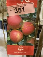 5 gallon Gala Apple (Mid)