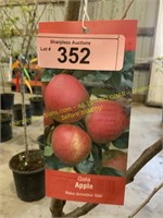 5 gallon Gala Apple (Mid)