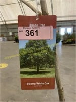 5 gallon Swamp White Oak