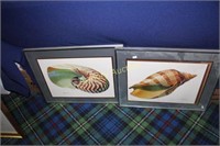 PETROPOULOS SHELL PRINTS FRAMED