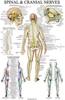NEW-Laminated Spinal Nerves Anatomy Chart x3