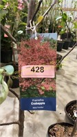 5 gallon Prairie Fire Crabapple