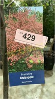 5 gallon Prairie Fire Crabapple