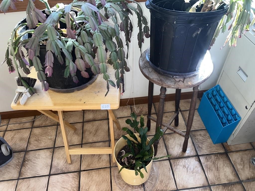 PLANTS AND PLANT STANDS