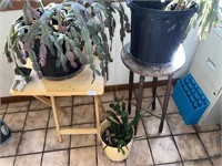 PLANTS AND PLANT STANDS