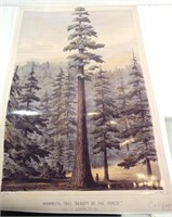 Mammoth Tree "Beauty of the Forest" 36 x 24
