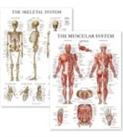 (Sealed/New)Human Learning Muscular &