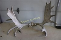 Moose Horns 46W