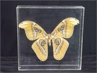 Hand painted Atlas moth entomology specimen in