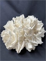 Large coral specimen