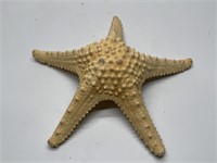Dried Starfish