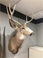 6 POINT WHITE TAIL DEER HEAD MOUNT