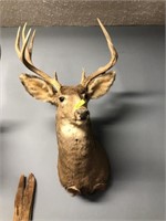 10 POINT BUCK MOUNT