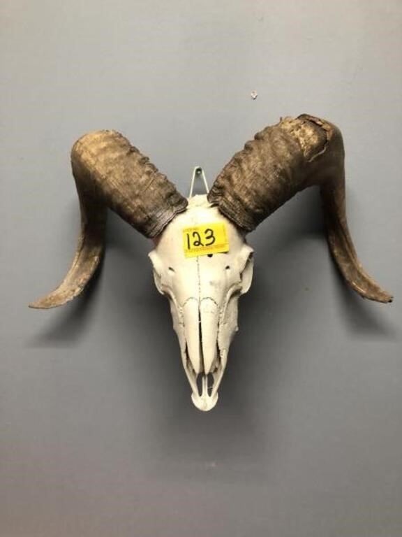 ANIMAL SKULL W/HORNS