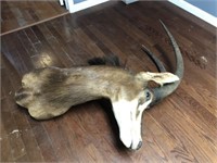 AFRICAN ANTELOPE MOUNT - CONDITION ISSUES
