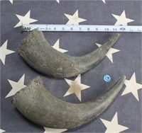 Buffalo Horn Caps