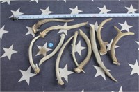 Assortment of Antlers / Horns