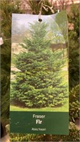 7 gallon Fraser Fir