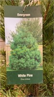 3 gallon White Pine