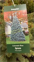 3 gallon Colorado Blue Spruce