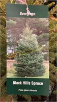 3 gallon Black Hills Spruce