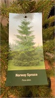 3 gallon Norway Spruce