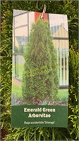 3 gallon Emerald Green Arborvitae