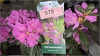 3 gallon PJM Rhododendron