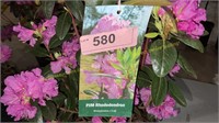 3 gallon PJM Rhododendron