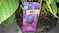 3 gallon LA Dreamin' Hydrangea