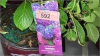 3 gallon LA Dreamin' Hydrangea