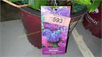 3 gallon LA Dreamin' Hydrangea