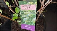 3 gallon Annabelle Hydrangea