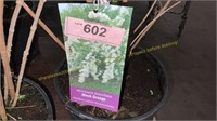 3 gallon Minnesota Snowflake Mock Orange