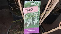 3 gallon Minnesota Snowflake Mock Orange