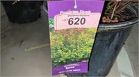 3 gallon Goldflame Spirea