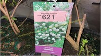 3 gallon Snowball Viburnum