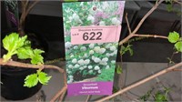 3 gallon Snowball Viburnum