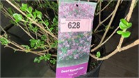 3 gallon Dwarf Korean Lilac