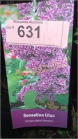 3 gallon Sensation (Hybrid) Lilac