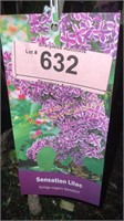 3 gallon Sensation (Hybrid) Lilac