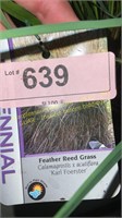 3 gallon Karl Foerster Reed Grass