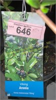 1.5 gallon Viking Aronia