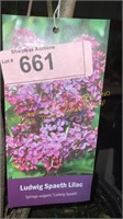 3 gallon Ludwig Spaeth (Hybrid) Lilac