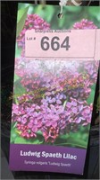 3 gallon Ludwig Spaeth (Hybrid) Lilac