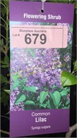 3 gallon Common Lilac