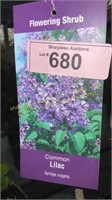 3 gallon Common Lilac