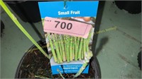 1.5 gallon Mary Washington Asparagus